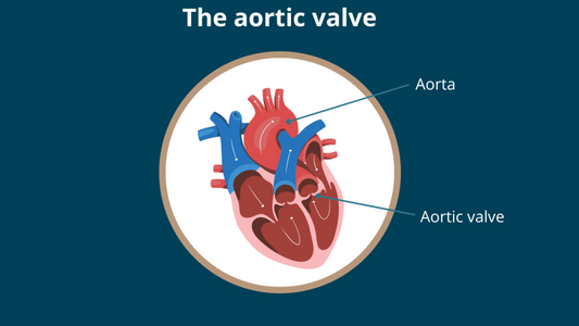 What does the Aortic Valve do in the heart?